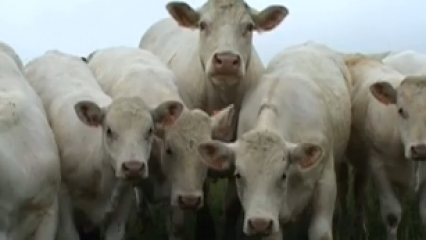 Une vache à l'herbe, c'est économique