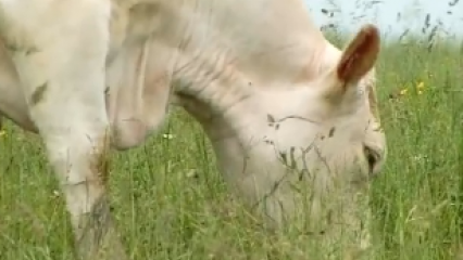 La biodiversité des prairies liée aux herbivores