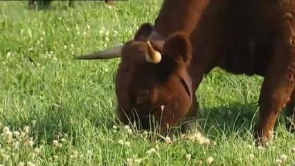 Elevage des bovins - Une alimentation adaptée et sécurisée