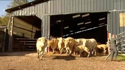 Elevage des bovins - L'aménagement du territoire et la préservation des paysages