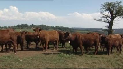 Elevage des bovins - L'organisation de l'élevage en France