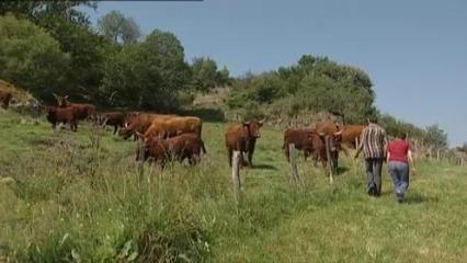 Elevage de bovins - Une surveillance de tous les jours