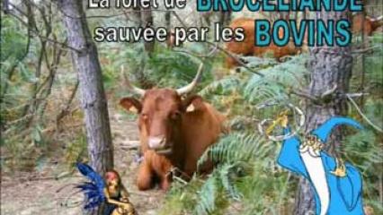 La forêt de Brocéliande sauvée par les bovins