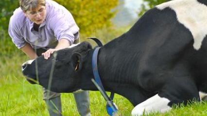 Le bien-être animal, c'est quoi concrètement ? (1/2)