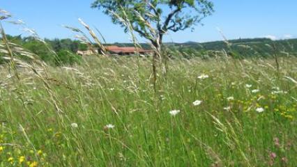 Prairies et cultures : un équilibre à trouver (2/3)