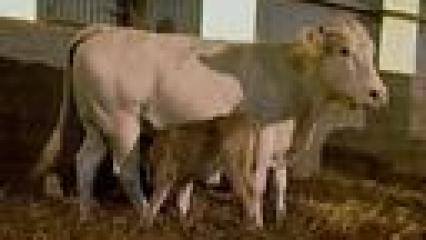 Elevage des veaux - Le lait, base de l'alimentation