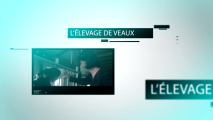 L'élevage de veaux