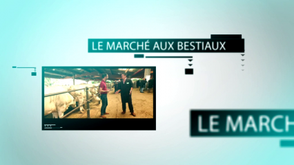 Le marché aux bestiaux